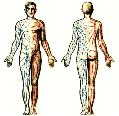 [Шива] Аюрведа. Лимфатическая система_0.jpg